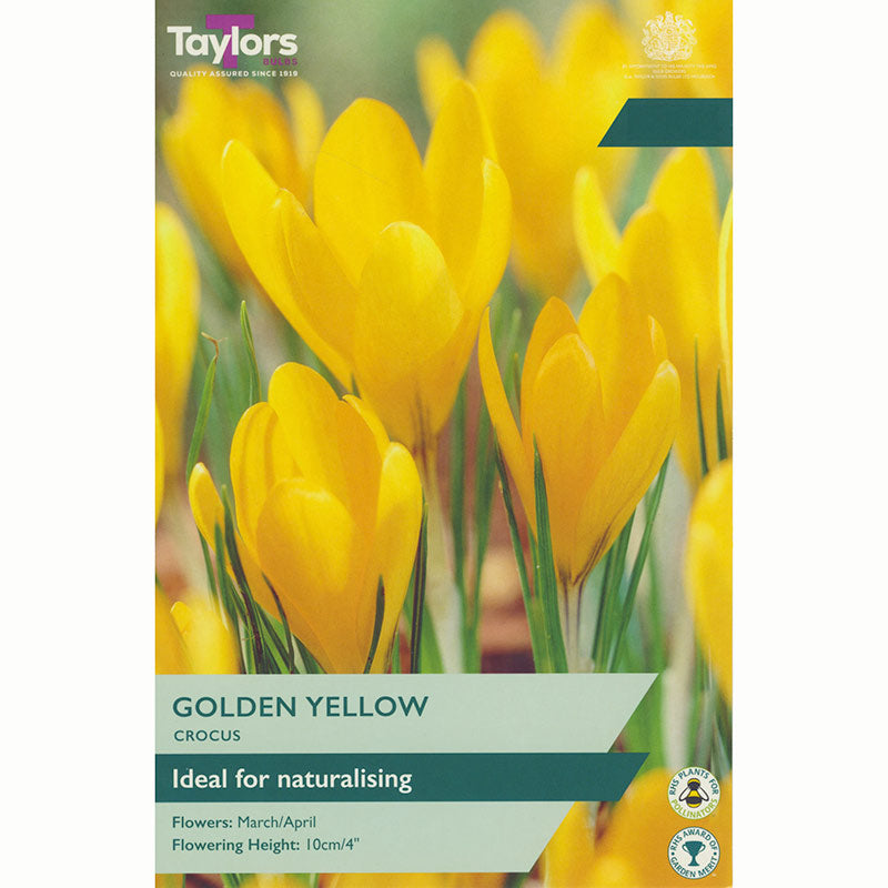 Taylors-Crocus-Golden-Yellow-Bulbs