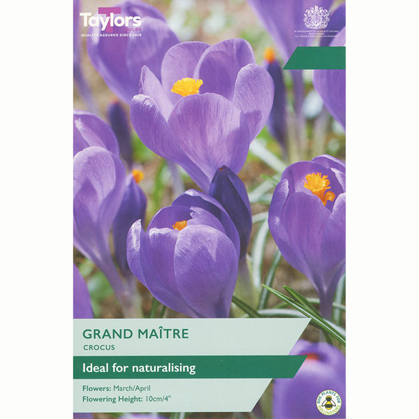 Crocus ‘Grand Maitre’ (12 Bulbs)