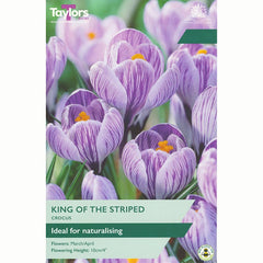 Taylors Crocus King of the Striped