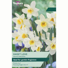 Narcissus ‘Sweet Love’ Daffodils (8 Bulbs)
