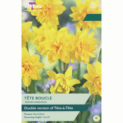 Taylors Daffodil Tete Boucle Bulbs