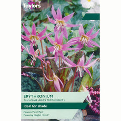 Dog's Tooth Violet (2 bulbs)