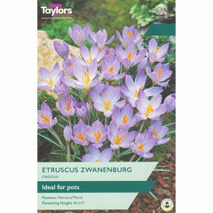Crocus Etruscus Zwanenburg Bulbs