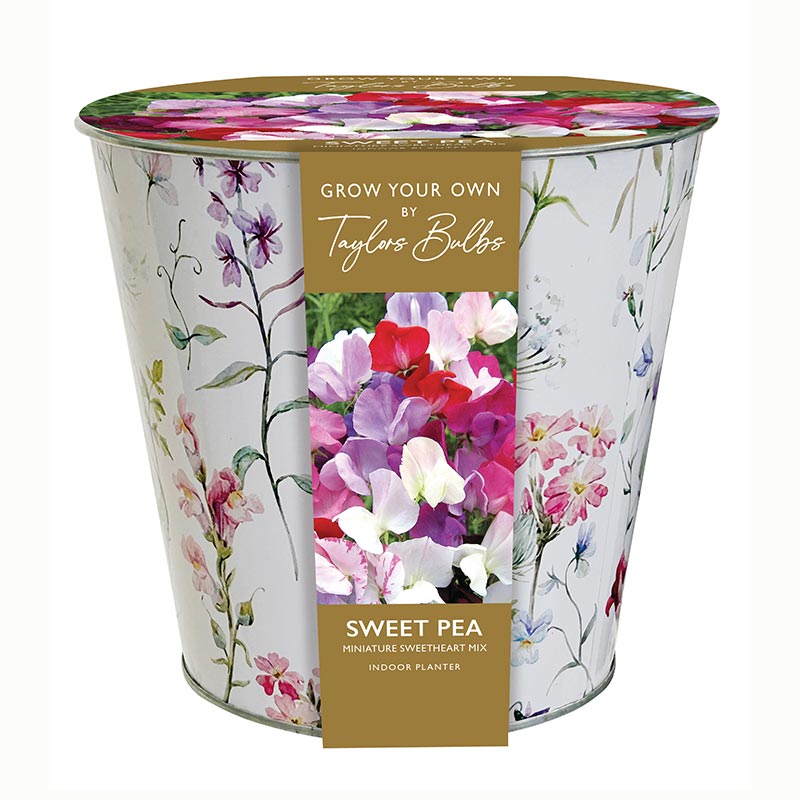 Taylors Floral Zinc Sweetpea Planter Set