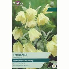 Taylors Fritillaria Pallidiflora Bulbs