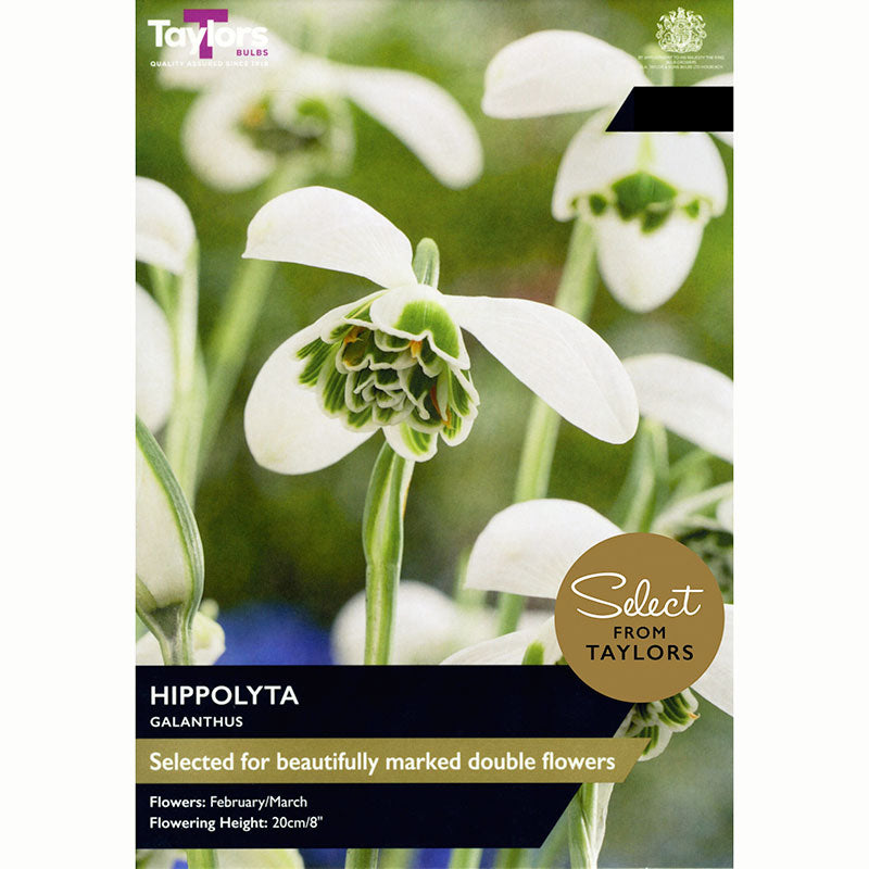 Galanthus ‘Hippolyta’ Snowdrop (6 Bulbs)