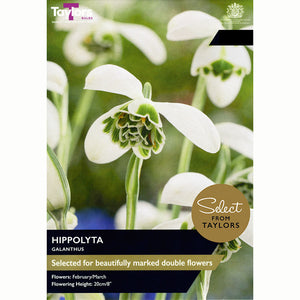 Galanthus ‘Hippolyta’ Snowdrop (6 Bulbs)