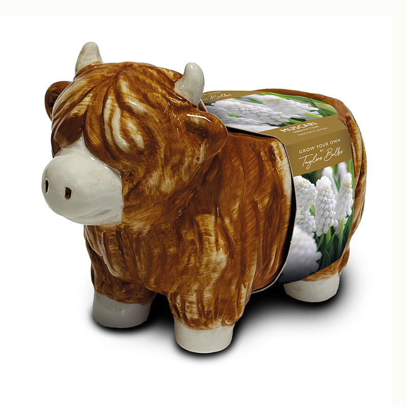 Taylors Highland Cow Planter Set with Muscari Bulbs
