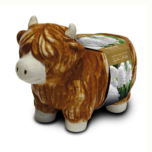 Taylors Highland Cow Planter Set with Muscari Bulbs