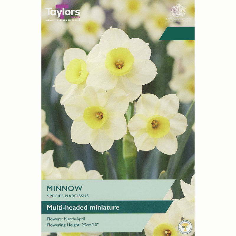 Narcissus 'Minnow' Daffodil Bulbs