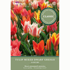 Tulip Dwarf Greigii Mixed (10 Bulbs)
