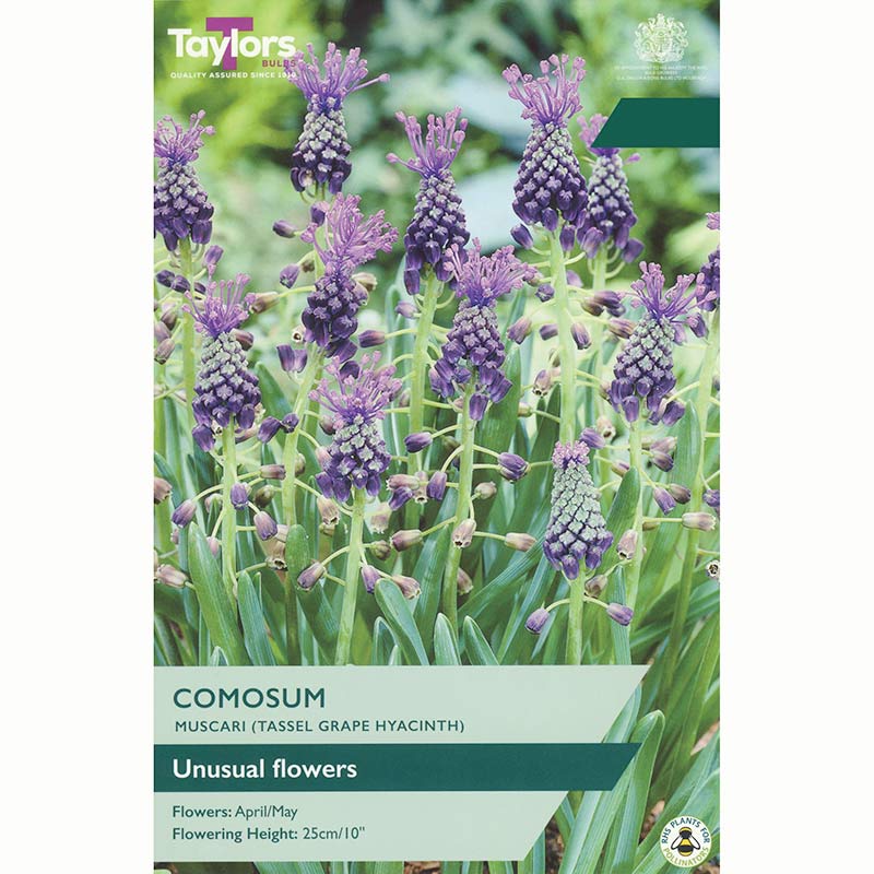 Taylors Muscari Comosum Bulbs