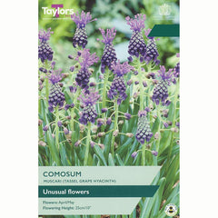 Taylors Muscari Comosum Bulbs
