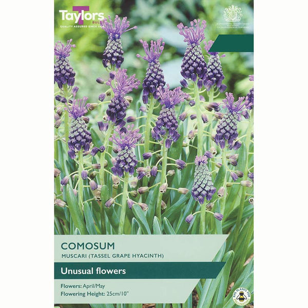 Taylors Muscari Comosum Bulbs