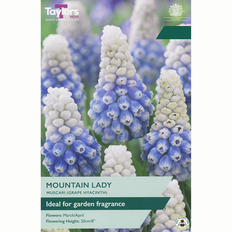 Taylors Muscari Mountain Lady Bulbs