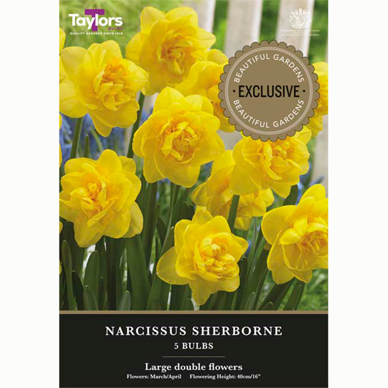 Narcissus 'Sherborne' Daffodil (5 Bulbs)