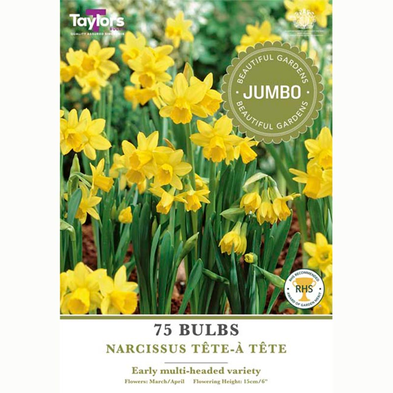 Narcissus ‘Tête-à-Tête’ Daffodils (75 Bulbs)