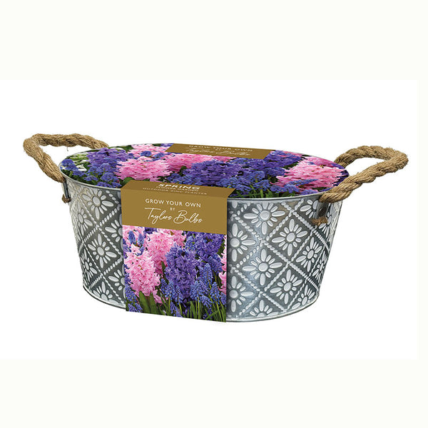 Metal Trough with Rope Handles - Mixed Hyacinths & Muscari (15 Bulbs)