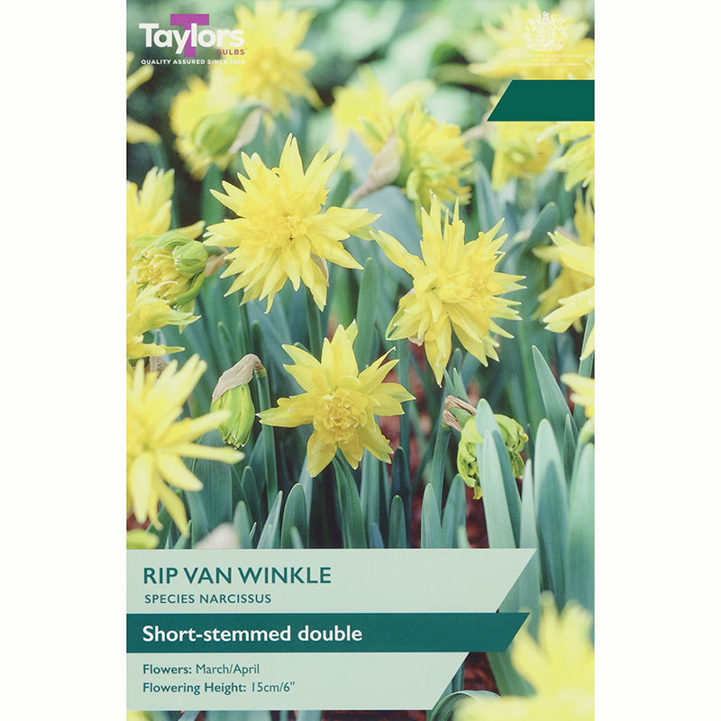 Narcissus 'Rip Van Winkle' Daffodil Bulbs
