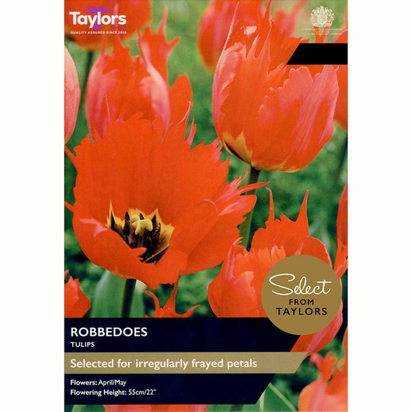 Tulip ‘Robbedoes’ (6 Bulbs)