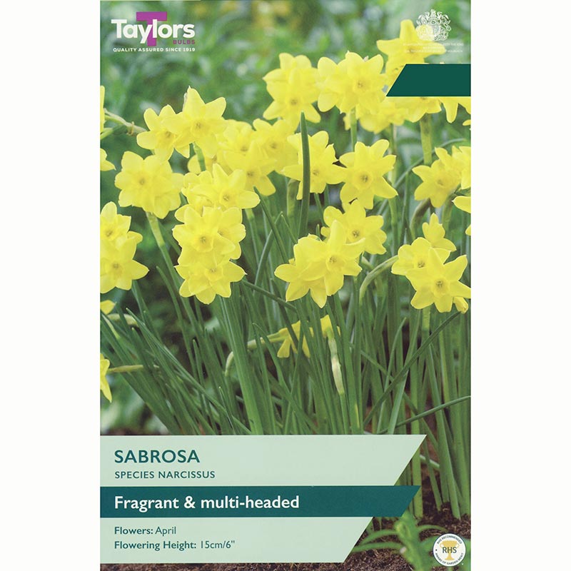 Narcissus 'Sabrosa' Daffodil Bulbs