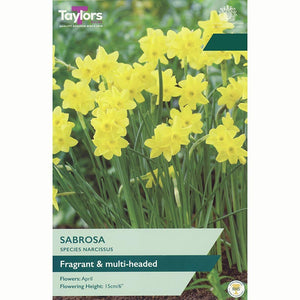Narcissus 'Sabrosa' Daffodil Bulbs