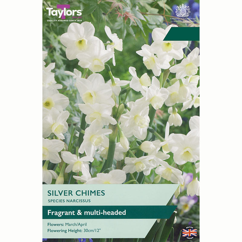 Narcissus 'Silver Chimes' Daffodil Bulbs
