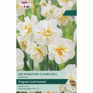 Narcissus ‘Sir Winston Churchill’ Double Daffodil (6 Bulbs)
