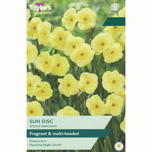 Narcissus 'Sun Disc' Daffodil Bulbs