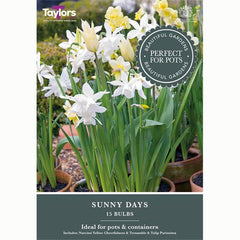 Sunny Days Mix (15 Bulbs)