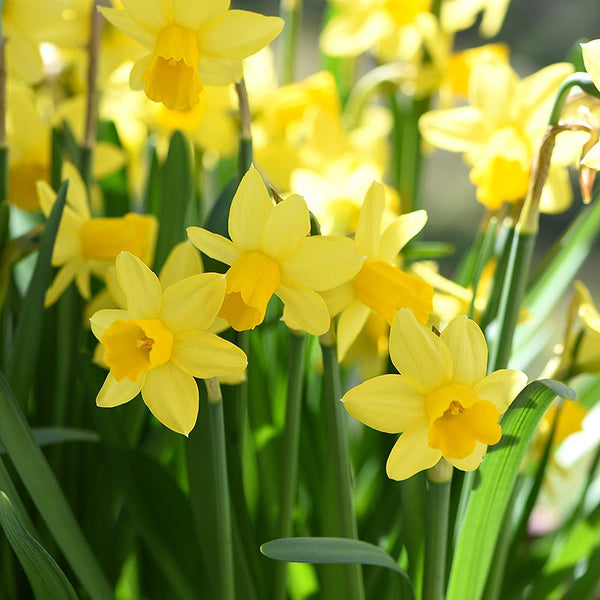 Taylors Tete a Tete Daffodil Bulbs