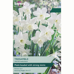 Narcissus 'Tresamble' Daffodil Bulbs