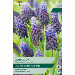 Muscari latifolium Grape Hyacinth Bulbs