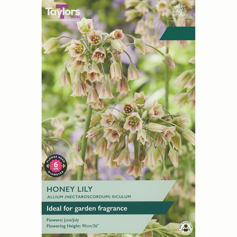 Allium Nectaroscordum siculum Honey Lily Bulbs