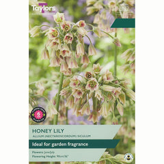 Allium Nectaroscordum siculum Honey Lily Bulbs