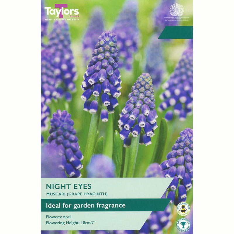 Taylors Muscari armeniacum 'Night Eyes' Grape Hyacinth Bulbs