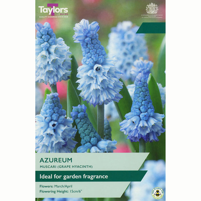 Muscari azureum Grape Hyacinth Bulbs