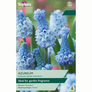 Muscari azureum Grape Hyacinth Bulbs