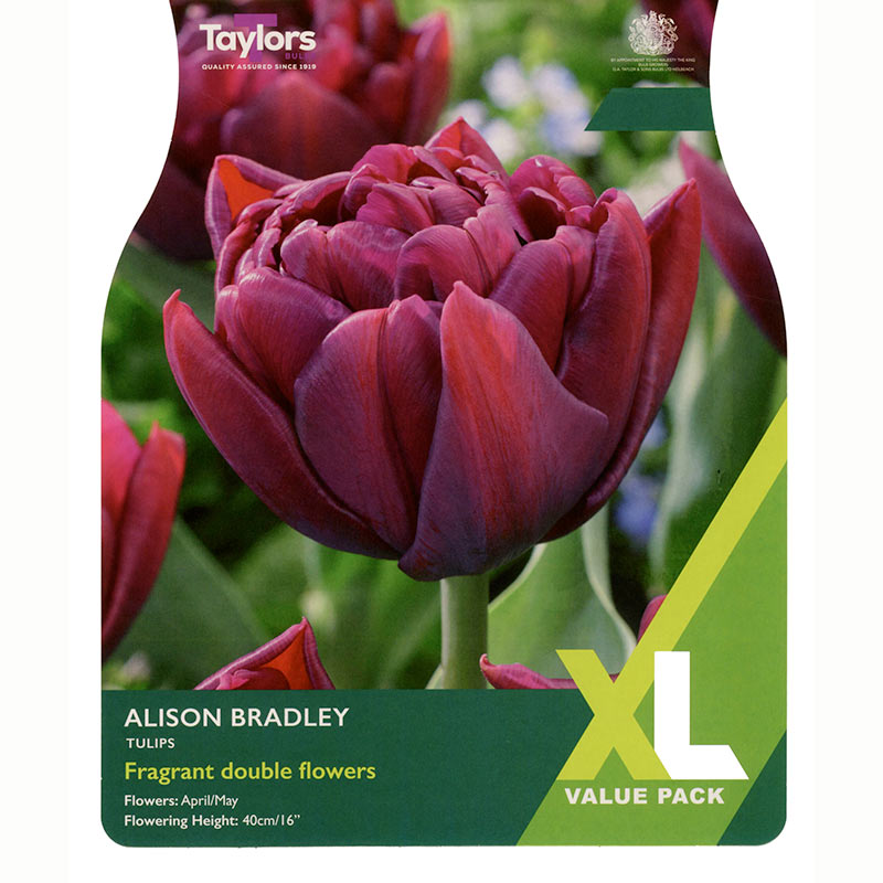 Double Tulip Alison Bradley extra value pack of bulbs