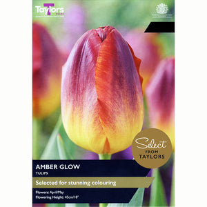Tulip ‘Amber Glow’ (7 Bulbs)
