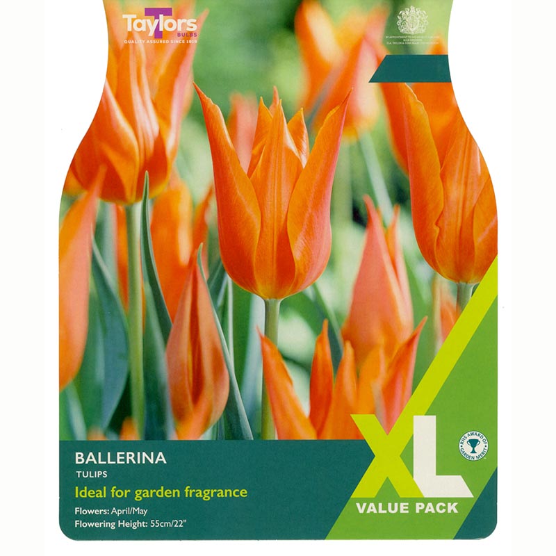 Tulip ‘Ballerina’ 15 bulbs