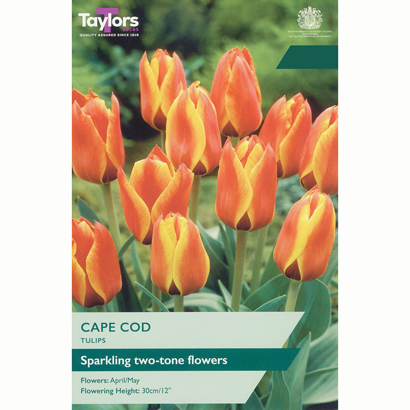 Tulip Cape Cod Bulbs
