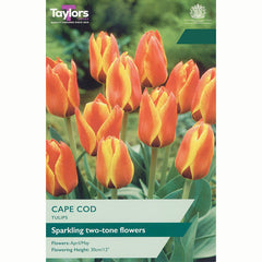 Tulip Cape Cod Bulbs
