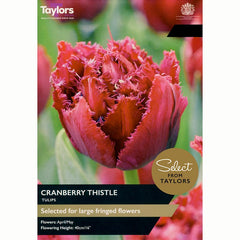 Tulip ‘Cranberry Thistle’ (7 Bulbs)
