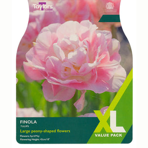 Taylors Tulip Finola Extra Large Pack of Bulbs