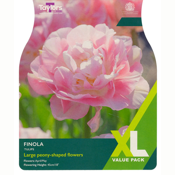 Taylors Tulip Finola Extra Large Pack of Bulbs