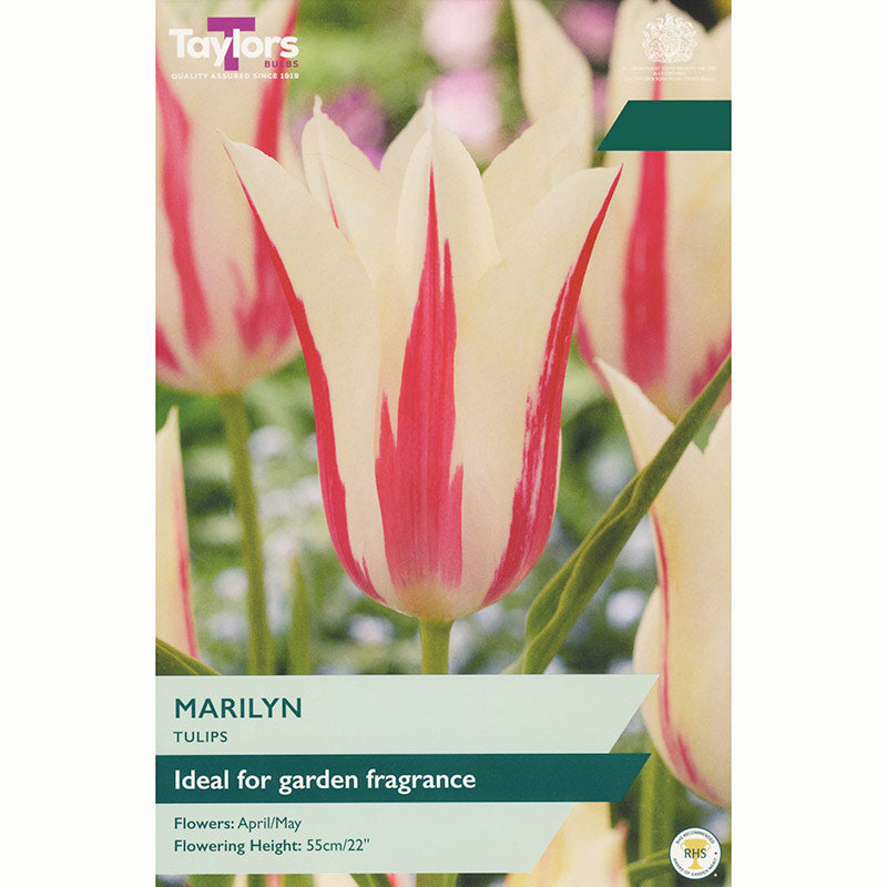 Tulip Marilyn Bulbs