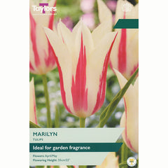 Tulip Marilyn Bulbs
