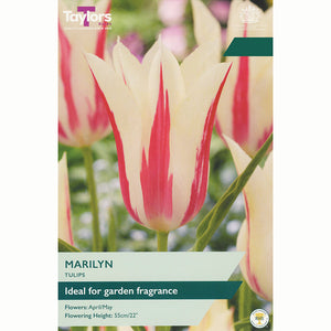 Tulip Marilyn Bulbs