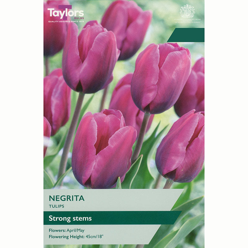 Tulip Negrita Bulbs
